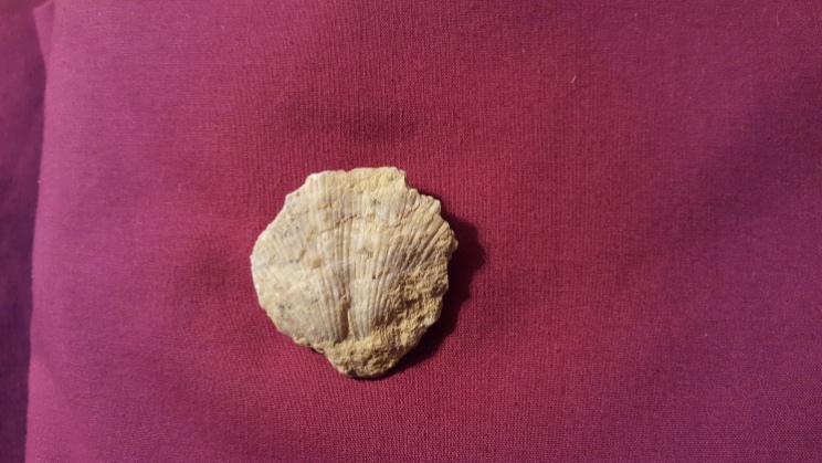 My daughter found this fossil in the scree, a reminder that remnants of the sea can be found in the peaks of the Rockies